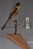 藏品(棕背伯勞)的圖片